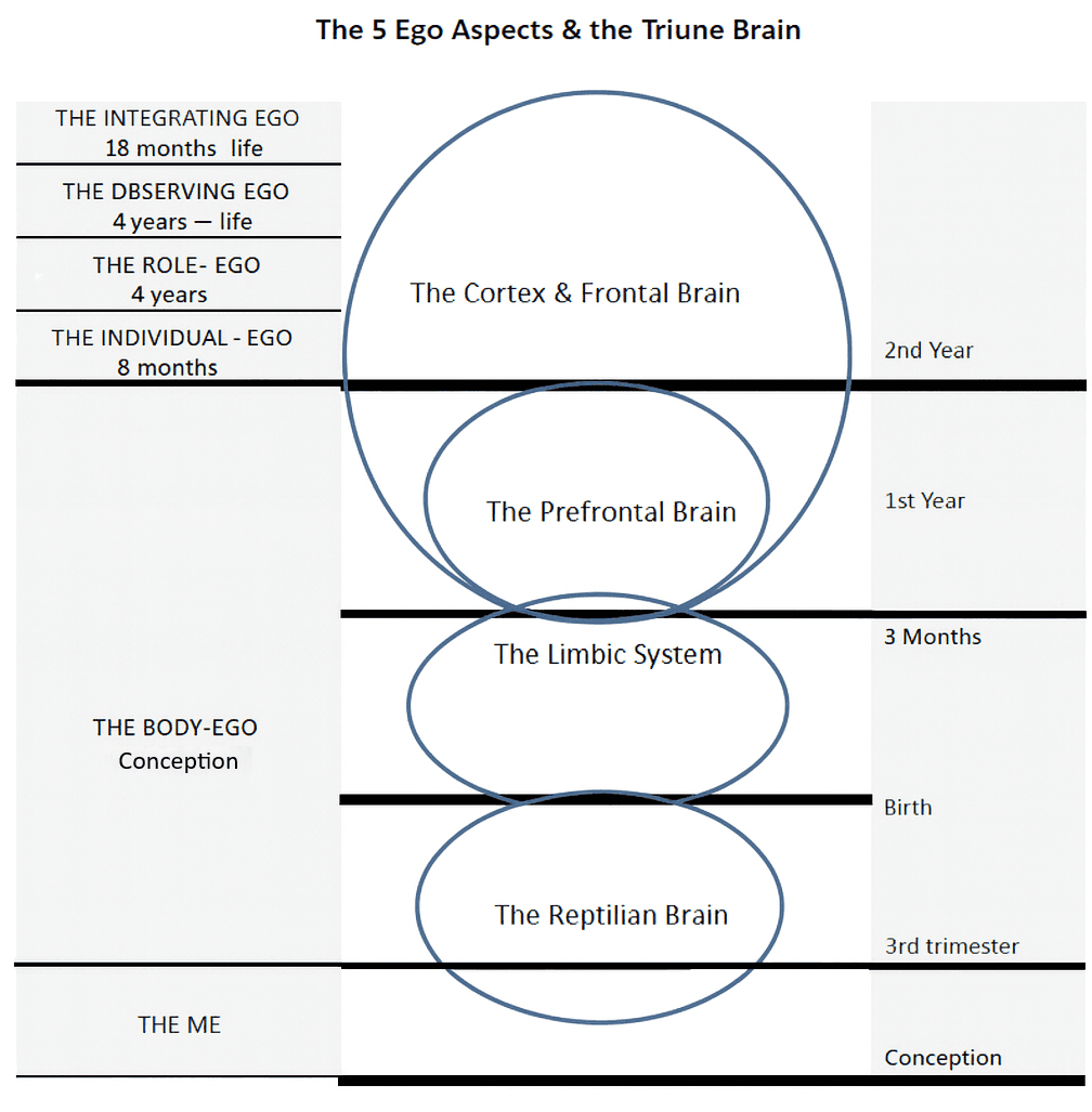 The 5 Ego Aspects mapped against the Triune Brain — from the Reptilian Brain at conception to the Cortex & Frontal Brain by age two.