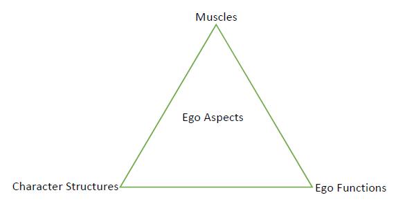 core theory triangle bodynamic