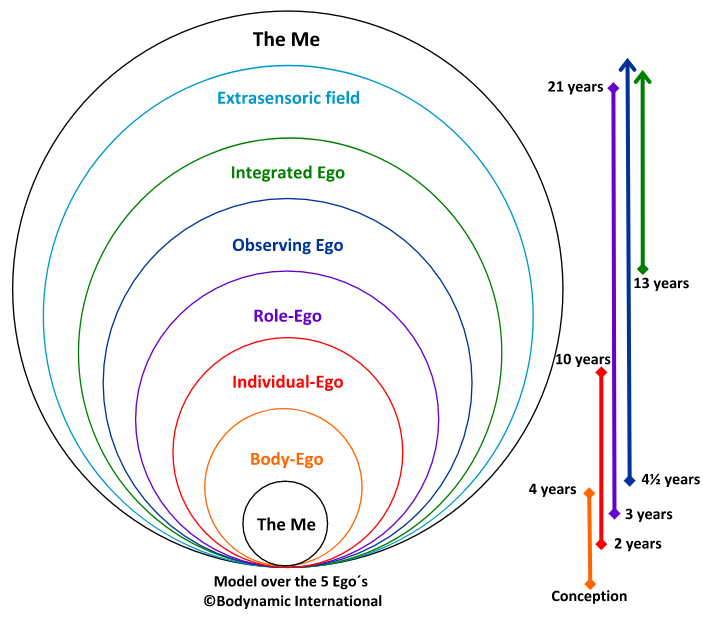 model of 5 ego bodynamic