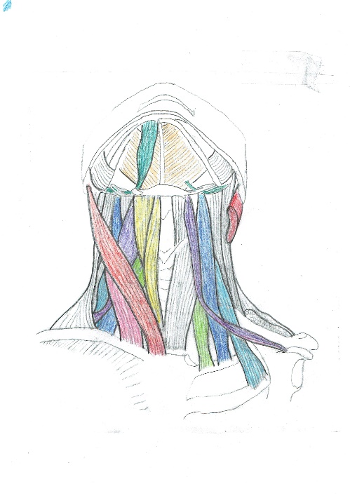 Longus capitis