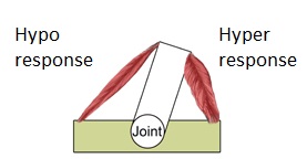 hyper hypo muscle response