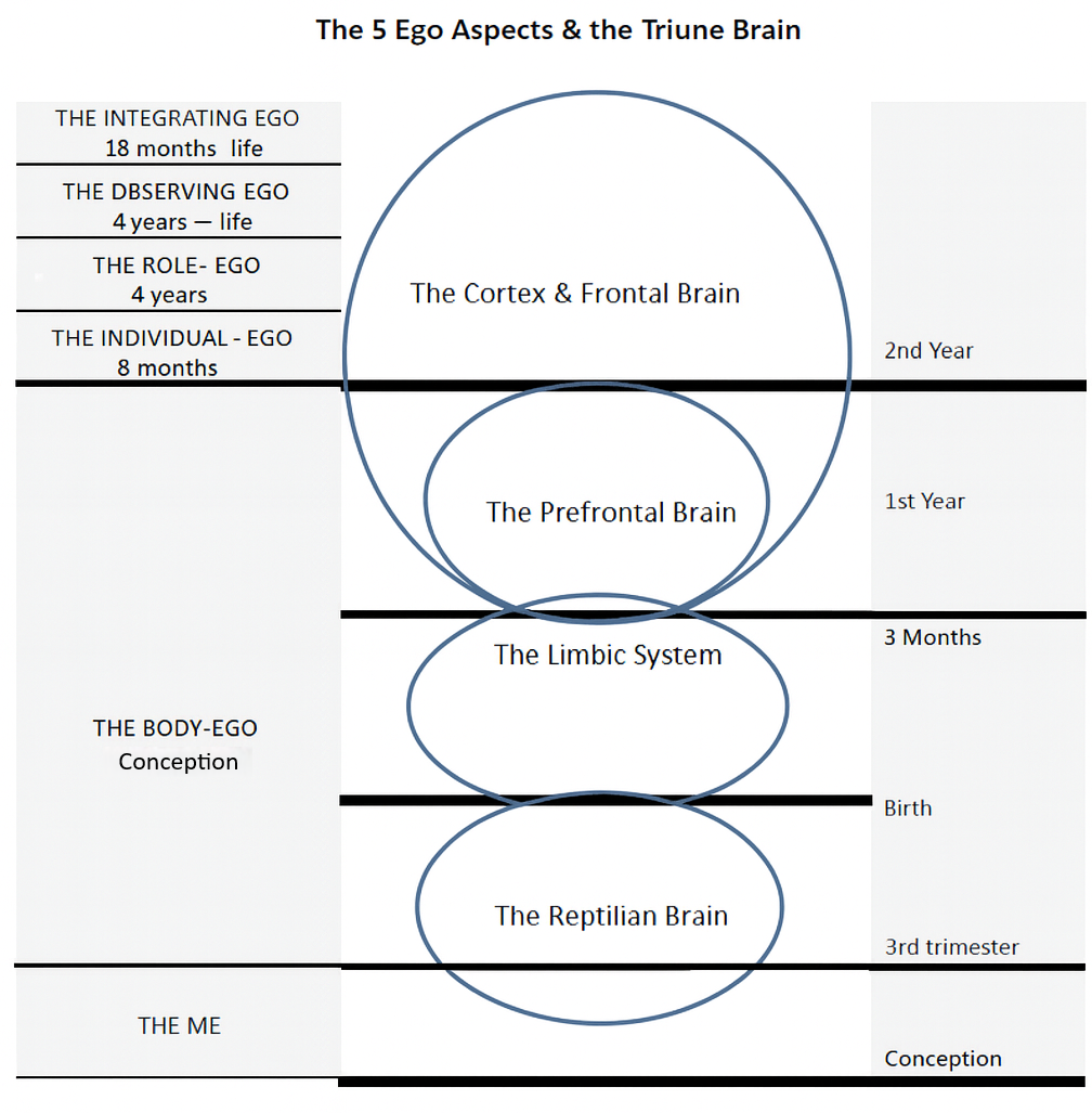 ego aspects triune brain